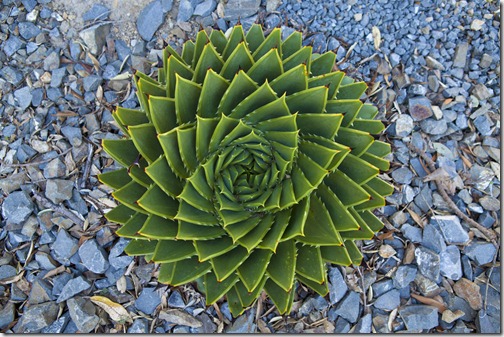 Aloe spirals on_1280_for_Web