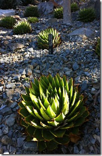 Aloe