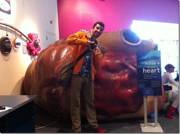 blue whale's heart with Aaron