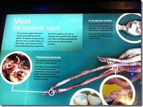 colossal squid