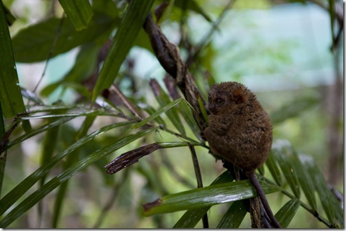 Pregnant Tarsier